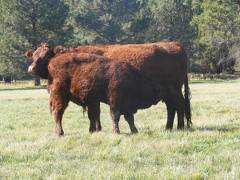 2011 Steer Calf 340w R