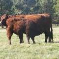 2011 Steer Calf 340w R