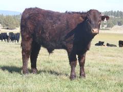 2011 Steer Calf 498w R