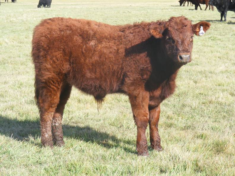 2011 Steer Calf 646w R 2