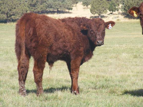 2011 Steer Calf 646w R