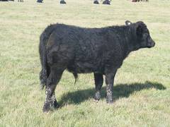 2011 Steer Calf 689w B