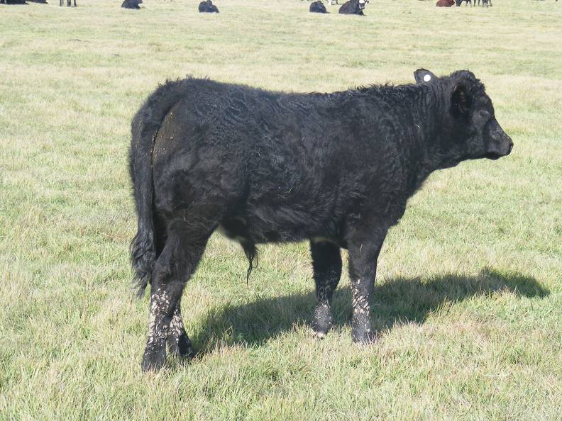 2011 Steer Calf 689w B.JPG