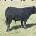 2011 Steer Calf 689w B