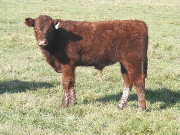 2011 Steer Calf 757yw R