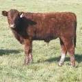 2011 Steer Calf 757yw R