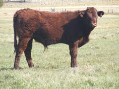 2011 Steer Calf 857w R