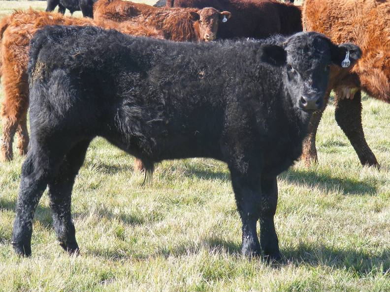 2011 Steer Calf 890w B.JPG