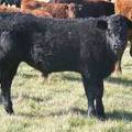 2011 Steer Calf 890w B