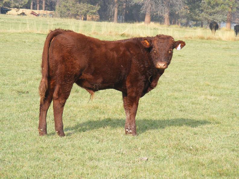 2011 Steer Calf 912w R.JPG