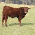 2011 Steer Calf 912w R