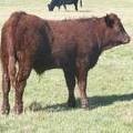 2011 Steer Calf XXXw R 2.JPG