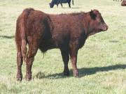 2011 Steer Calf 