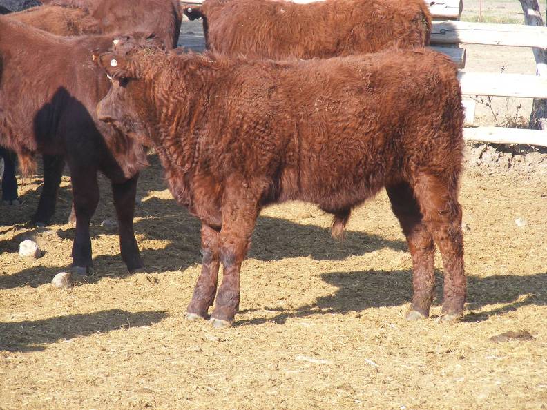 2011 Steer Calf XXXw R 3.JPG