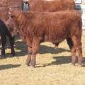 2011 Steer Calf 