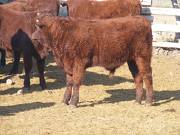 2011 Steer Calf 