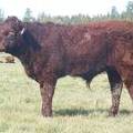 2011 Steer Calf