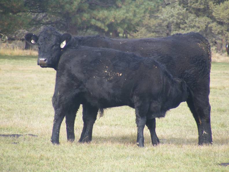 2011 Three Year Old Cow 871W B_ Steer Calf 871w B.JPG