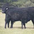 2011 Three Year Old Cow 871W B_ Steer Calf 871w B.JPG