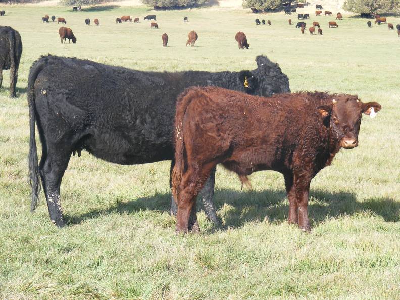 2011 Two Year Old Cow 917yW B_ Steer Calf 917yw R.JPG