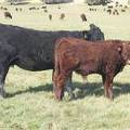 2011 Two Year Old Cow 917yW B  Steer Calf 917yw R