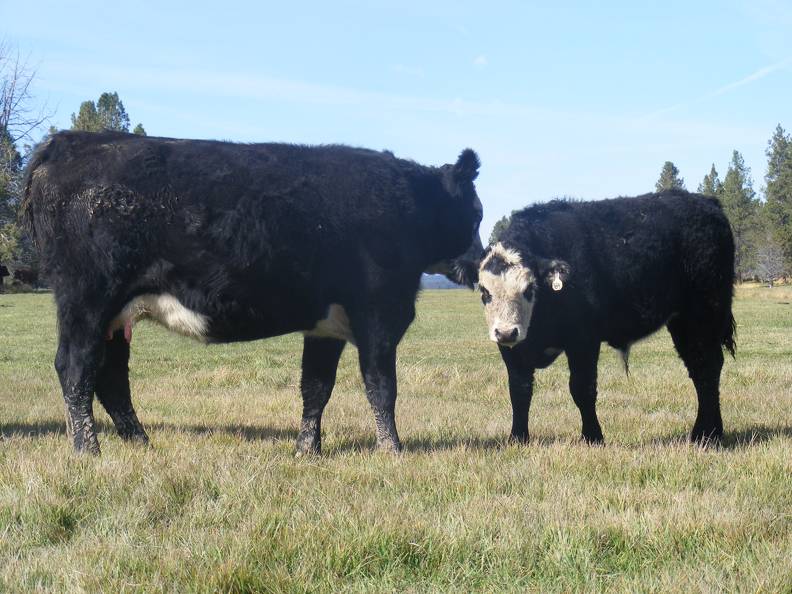 2011 Two Year Old Cow 964W Bwf_ Steer Calf 964w Bwf MinMan 2.JPG