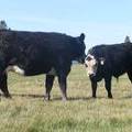 2011 Two Year Old Cow 964W Bwf  Steer Calf 964w Bwf MinMan 2