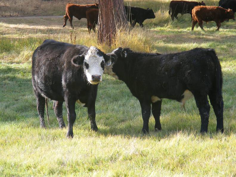 2011 Two Year Old Cow 964W Bwf  Steer Calf 964w Bwf MinMan 3