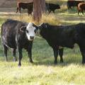 2011 Two Year Old Cow 964W Bwf  Steer Calf 964w Bwf MinMan 3