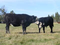 2011 Two Year Old Cow 964W Bwf  Steer Calf 964w Bwf MinMan