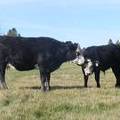 2011 Two Year Old Cow 964W Bwf_ Steer Calf 964w Bwf MinMan.JPG