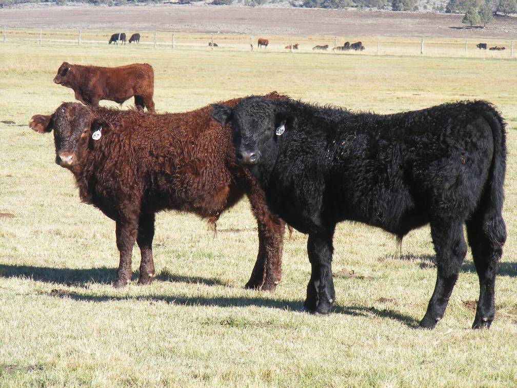 2014 Steer Calf 8T