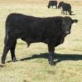 2014 Steer Calf 14U 