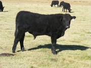 2014 Steer Calf 14U 