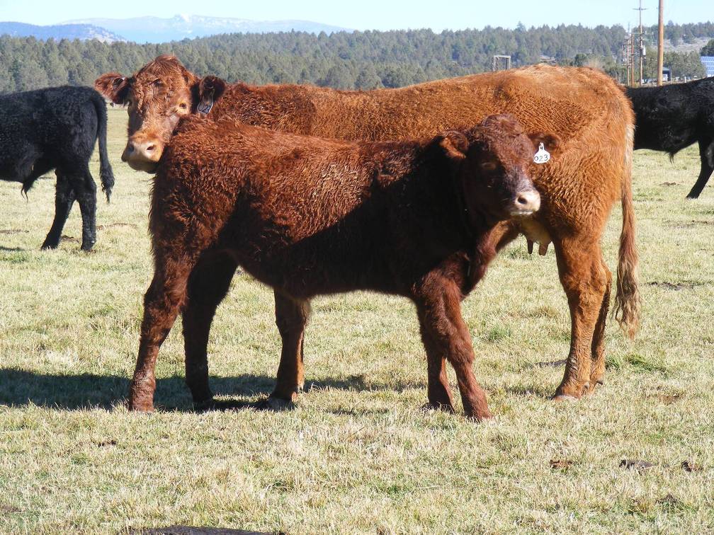 2014 Steer Calf 023