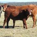 2014 Steer Calf 023