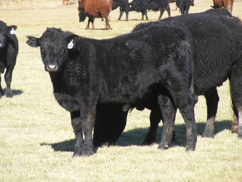 2014 Steer Calf 23U