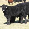 2014 Steer Calf 23U