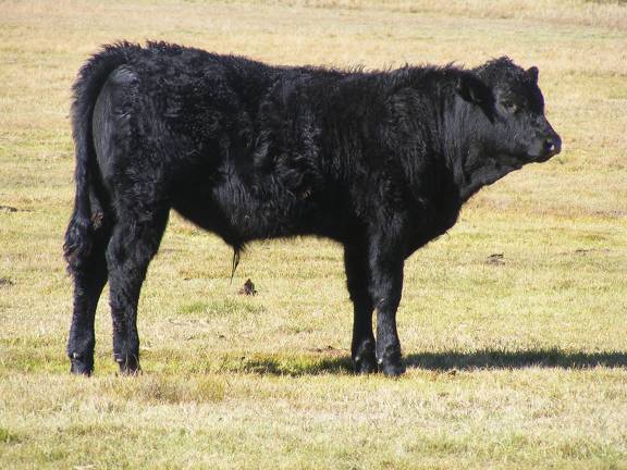 2014 Steer Calf 24z