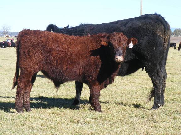 2014 Steer Calf 30X