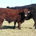 2014 Steer Calf 30X