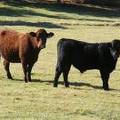 2014 Steer Calf 032