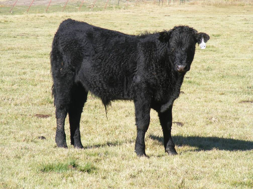 2014 Steer Calf 36W