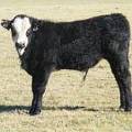 2014 Steer Calf 38X