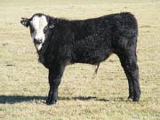 2014 Steer Calf 38X