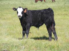 2013 Steer Calf 048