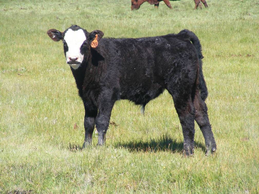 2013 Steer Calf 048