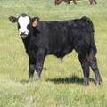 2013 Steer Calf 048