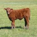 2013 Steer Calf 051