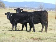 2014 Steer Calf 57W 